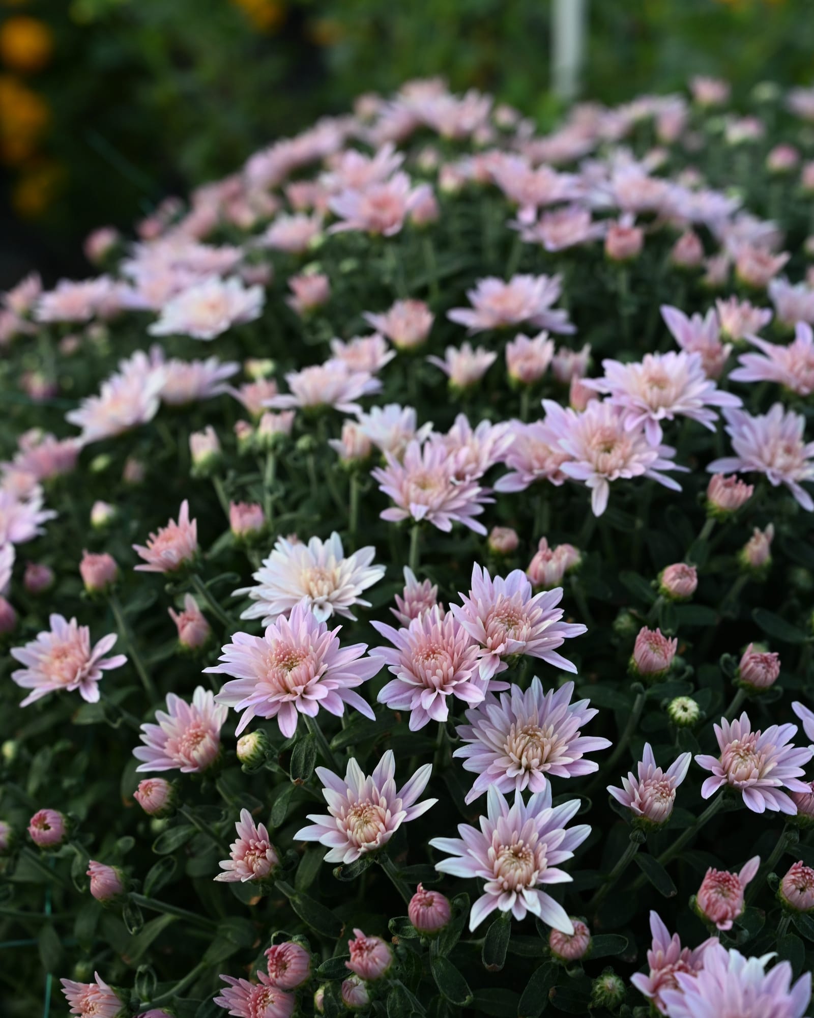 Stellar Pink Mum - view 5