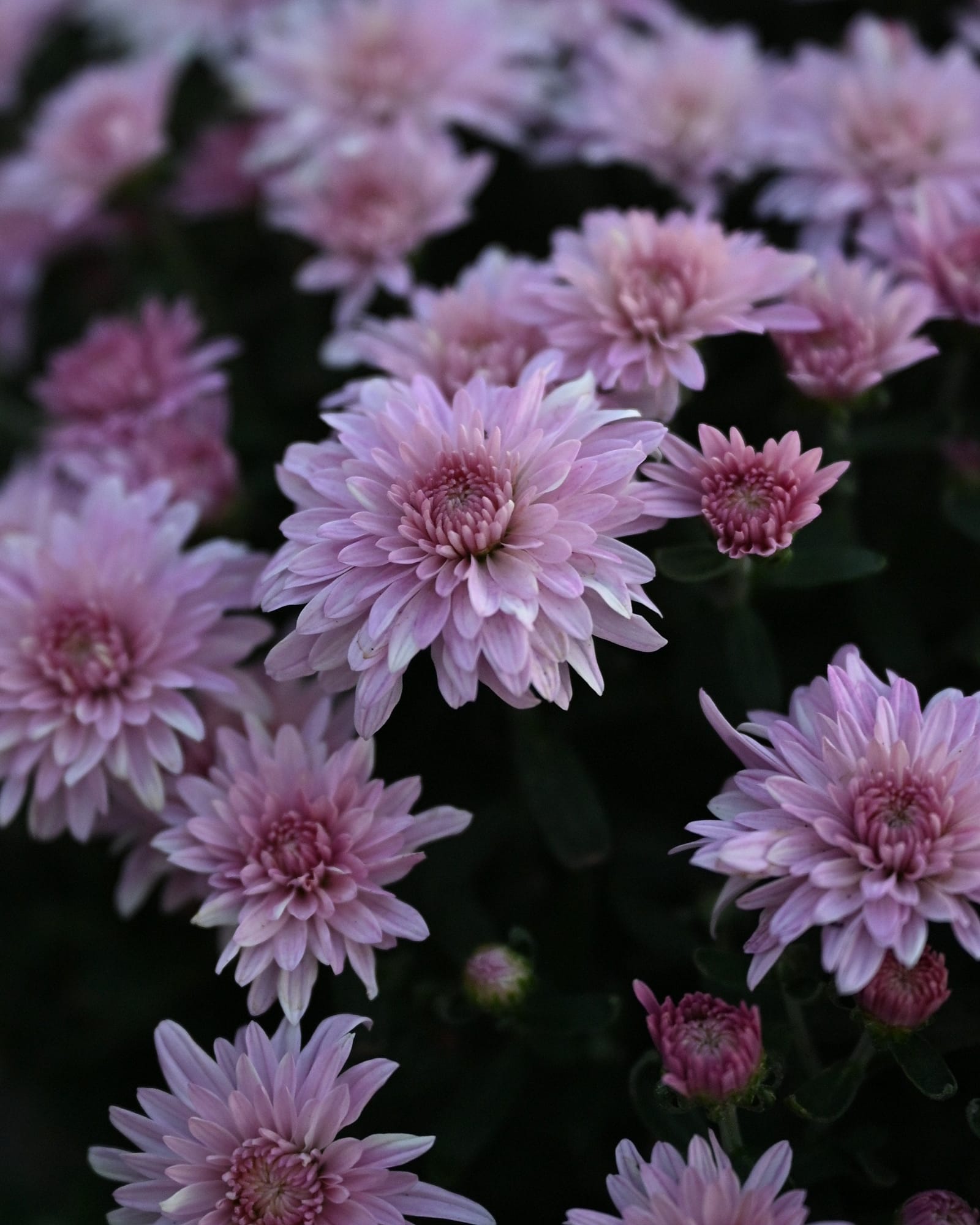 Stellar Pink Mum - view 3
