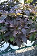 Summerific Cookies and Cream Hardy Hibiscus with dark purple serrated foliage in nursery containers