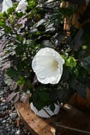 Summerific Cookies and Cream Hardy Hibiscus with a large white flower and dark foliage in a container