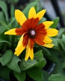 Sunbeckia Mia Rudbeckia - Image 3