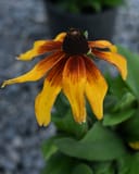Sunbeckia Sarah Rudbeckia - Main Image