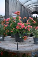 Sundown Orange Bougainvillea covered in coral pink flowers in a nursery container
