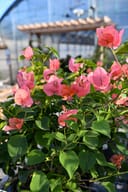 Sundown Orange Bougainvillea with vivid pink-orange bracts and green foliage in a nursery greenhouse
