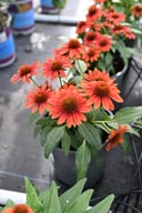 SunMagic Electric Orange Coneflower with vivid orange blooms and dark centers in a nursery container