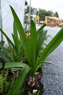 Super Star Spider Lily with tall green strap-like leaves in a nursery container