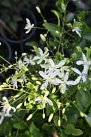 Sweet Autumn Clematis with white star-shaped flowers and numerous unopened buds
