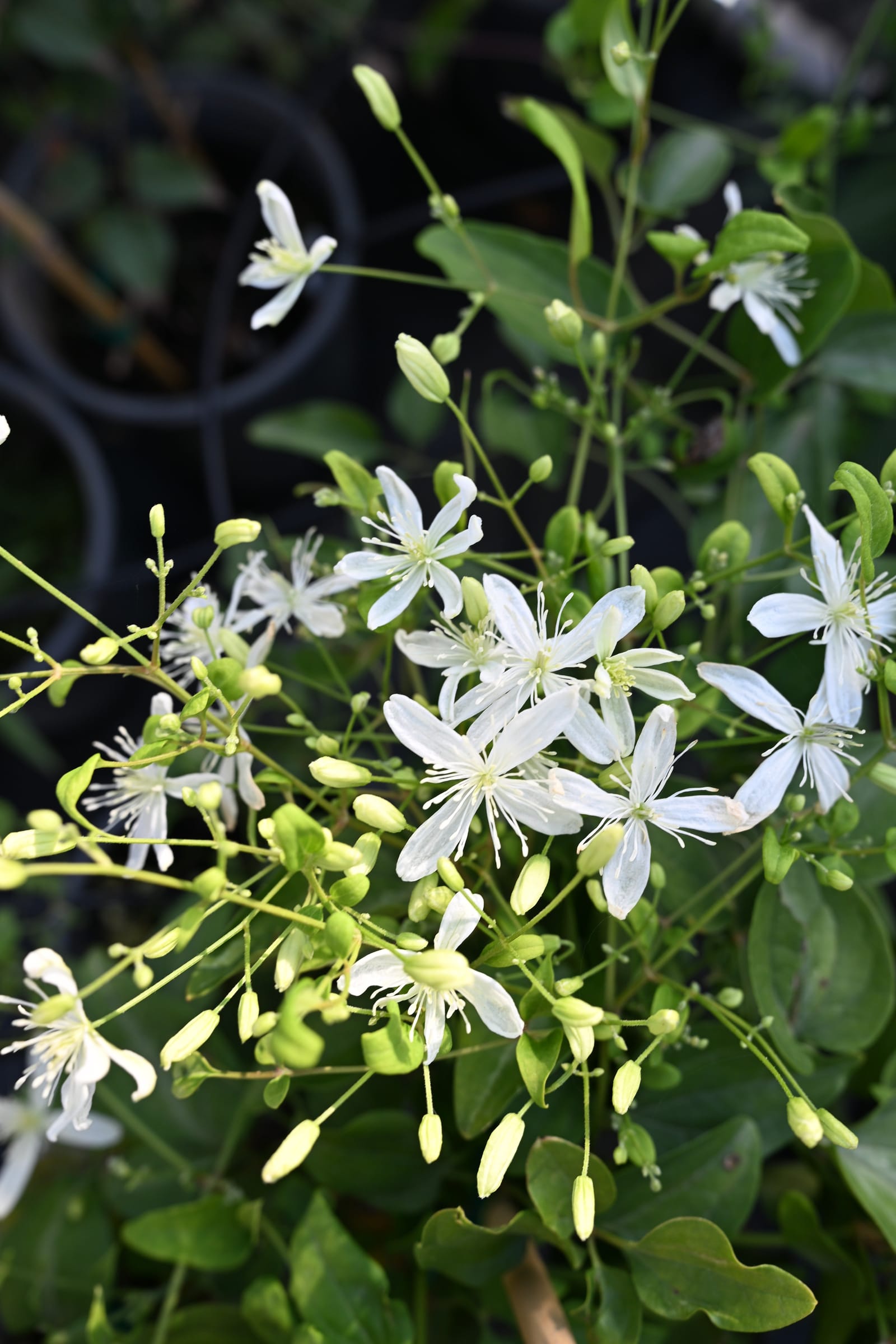 Sweet Autumn Clematis white flowers Sweet Autumn Clematis with white star-shaped flowers and numerous unopened buds