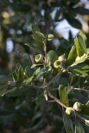 Texas Live Oak branch with glossy leaves and developing acorns