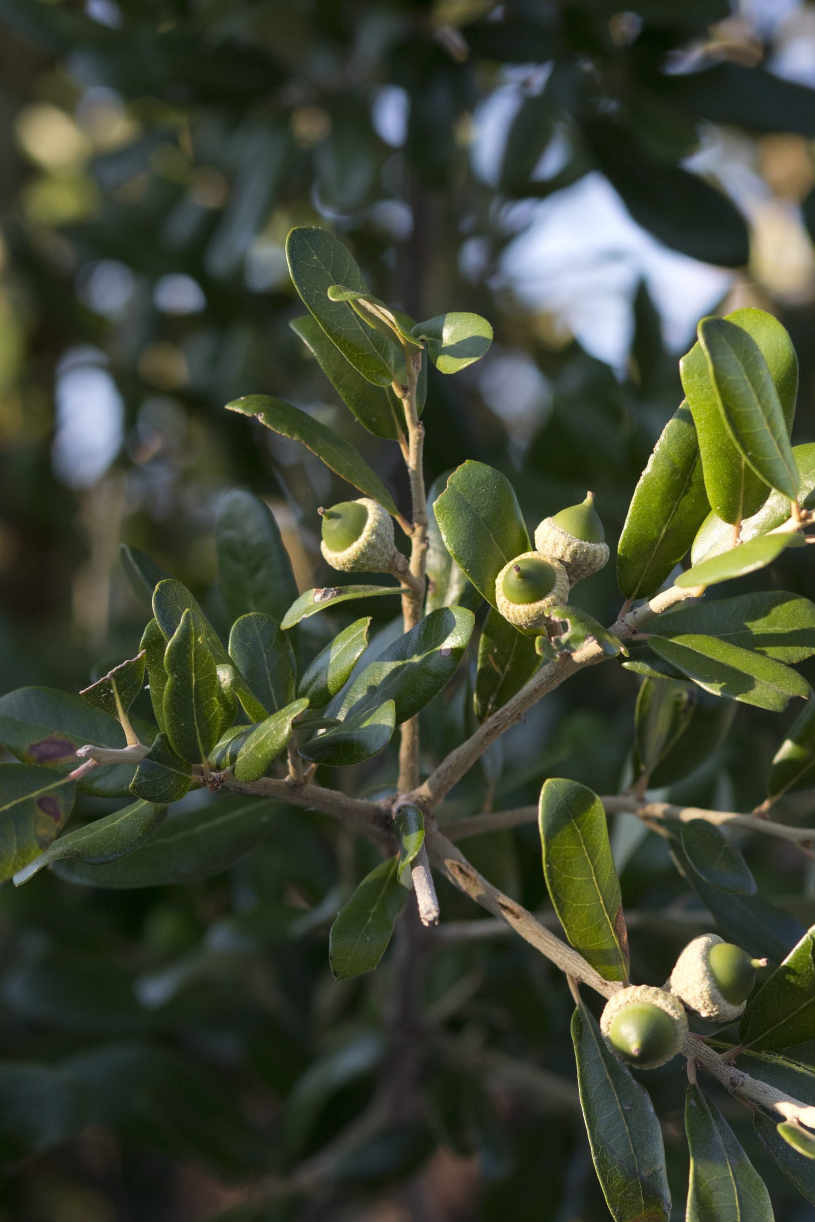 Texas Live Oak - view 2