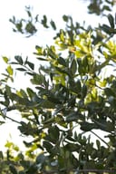 Texas Live Oak branches with dense glossy green leaves in bright sunlight