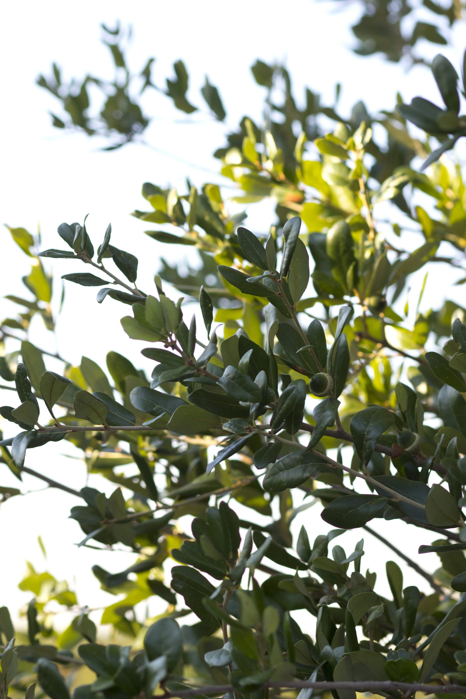 Texas Live Oak - view 3
