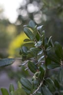 Texas Live Oak branch with glossy dark green leaves outdoors