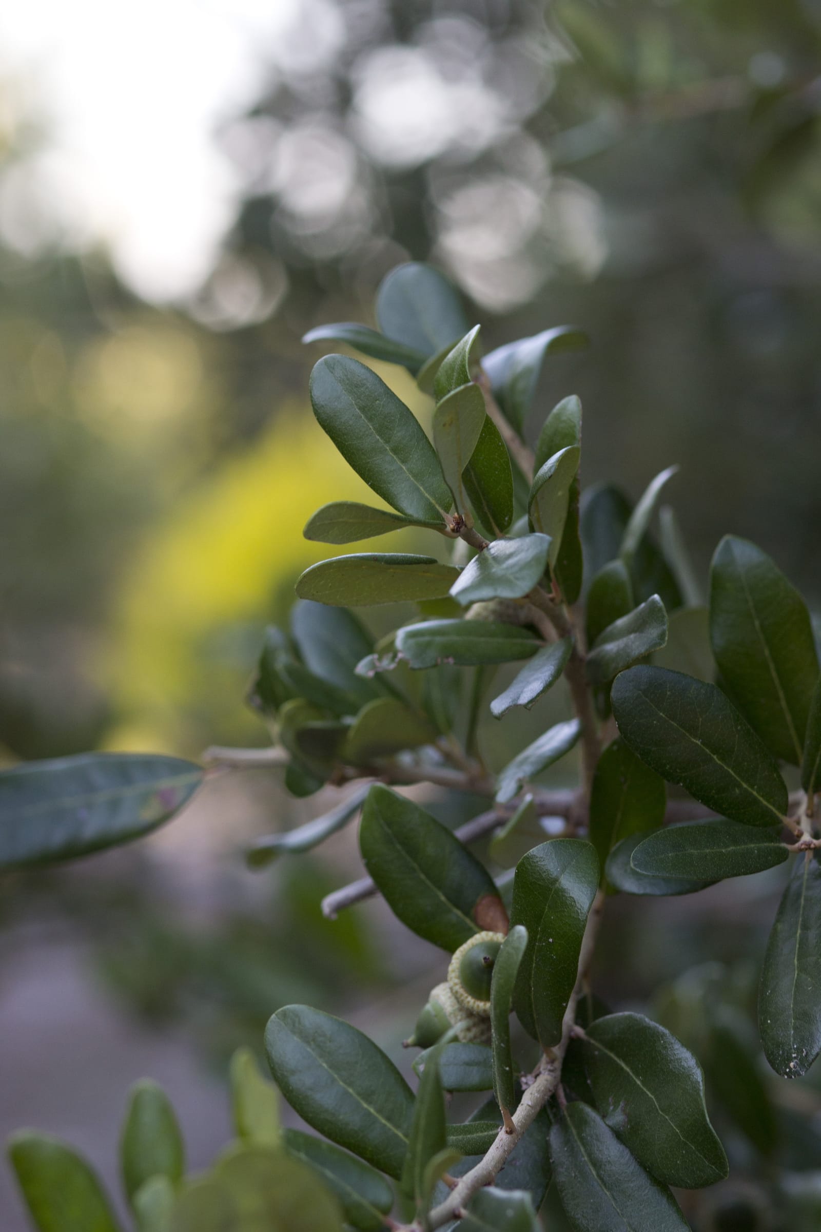 Texas Live Oak - view 4