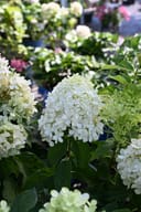 Tighty Whitey Hydrangea with clusters of white flowers among green foliage in nursery containers