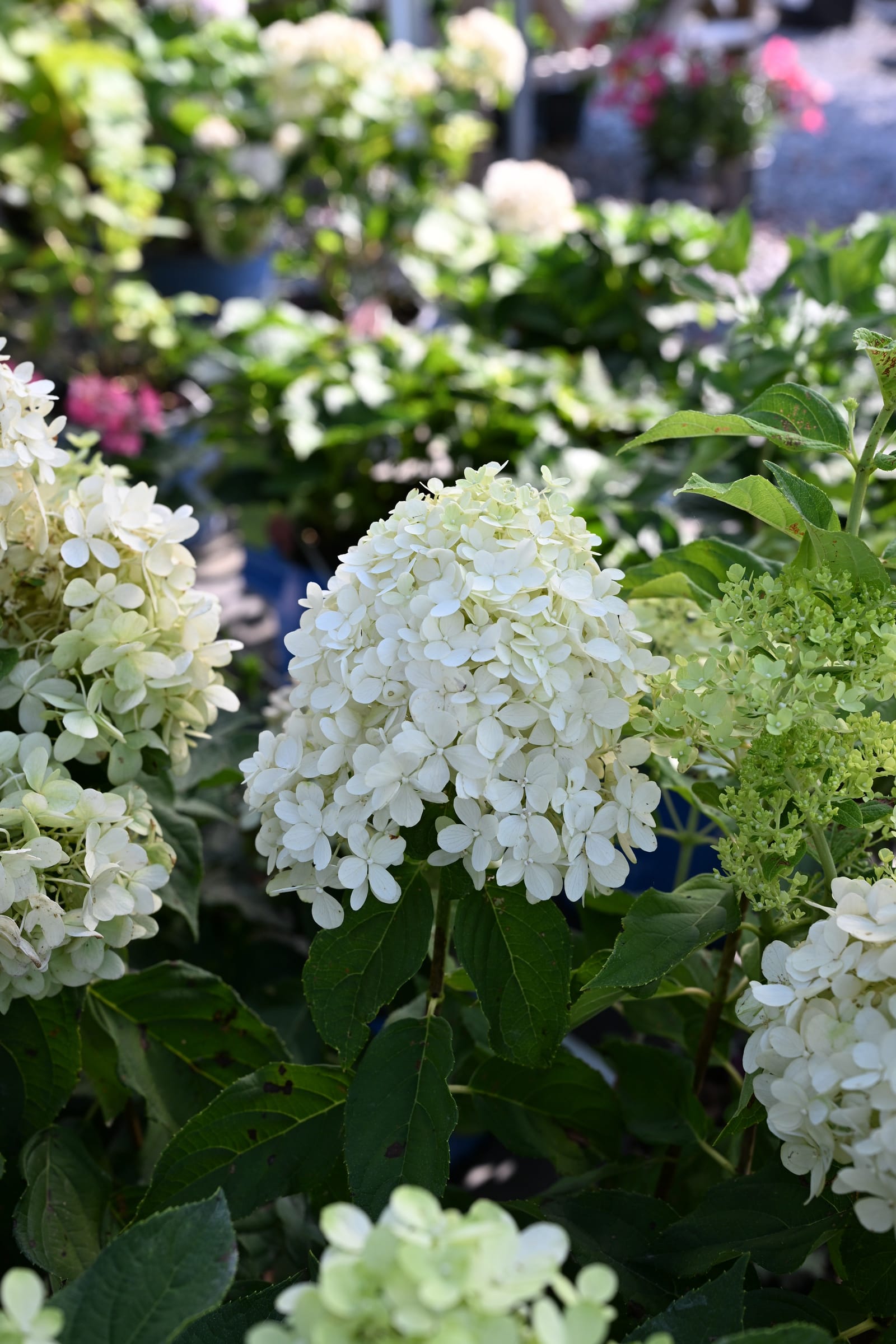 Tighty Whitey Hydrangea - view 2