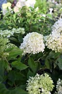 Tighty Whitey Hydrangea with clusters of white flowers and green foliage