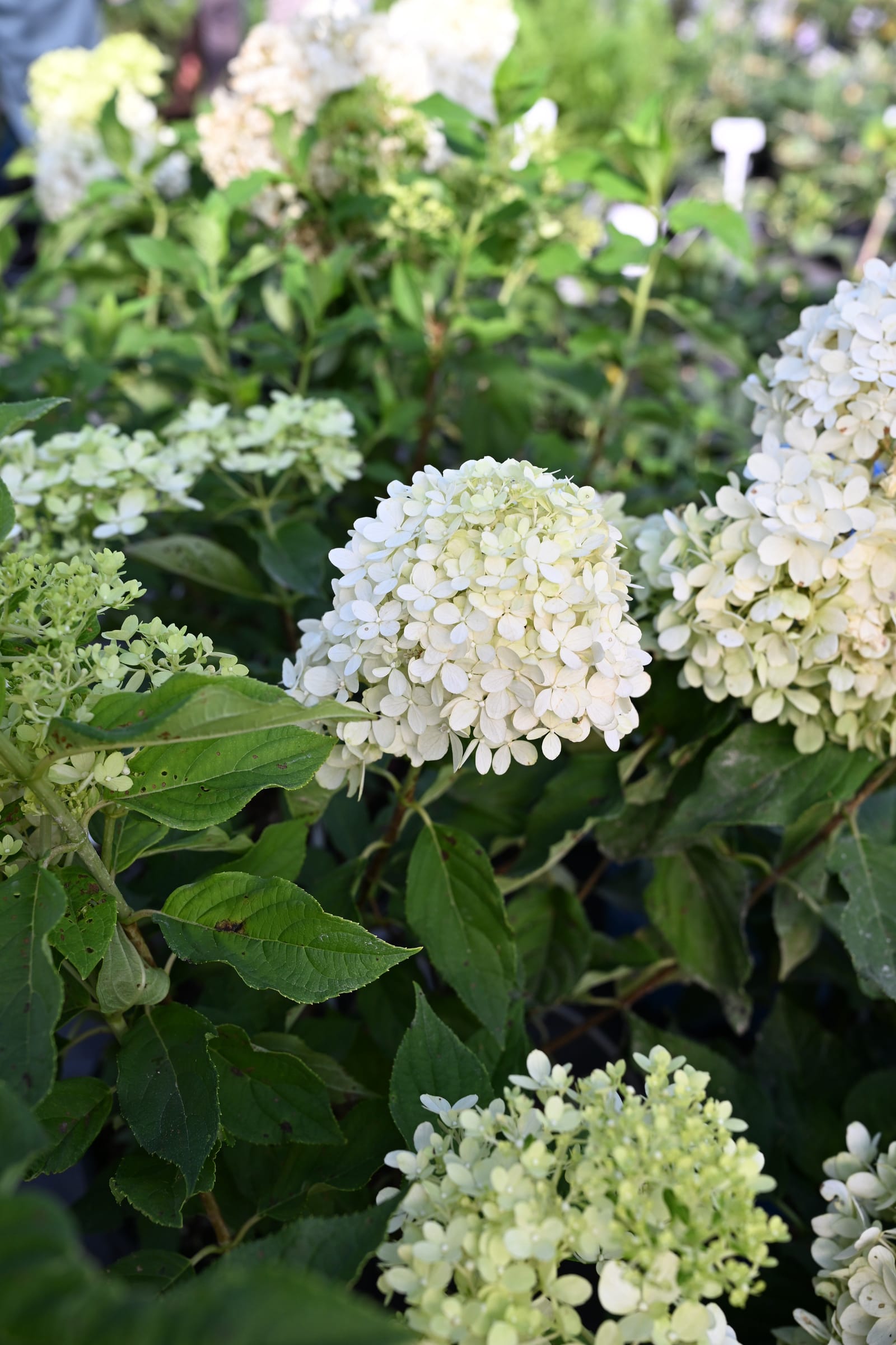 Tighty Whitey Hydrangea - view 3