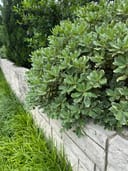 Variegated Pittosporum with dense green and cream foliage beside a stone retaining wall