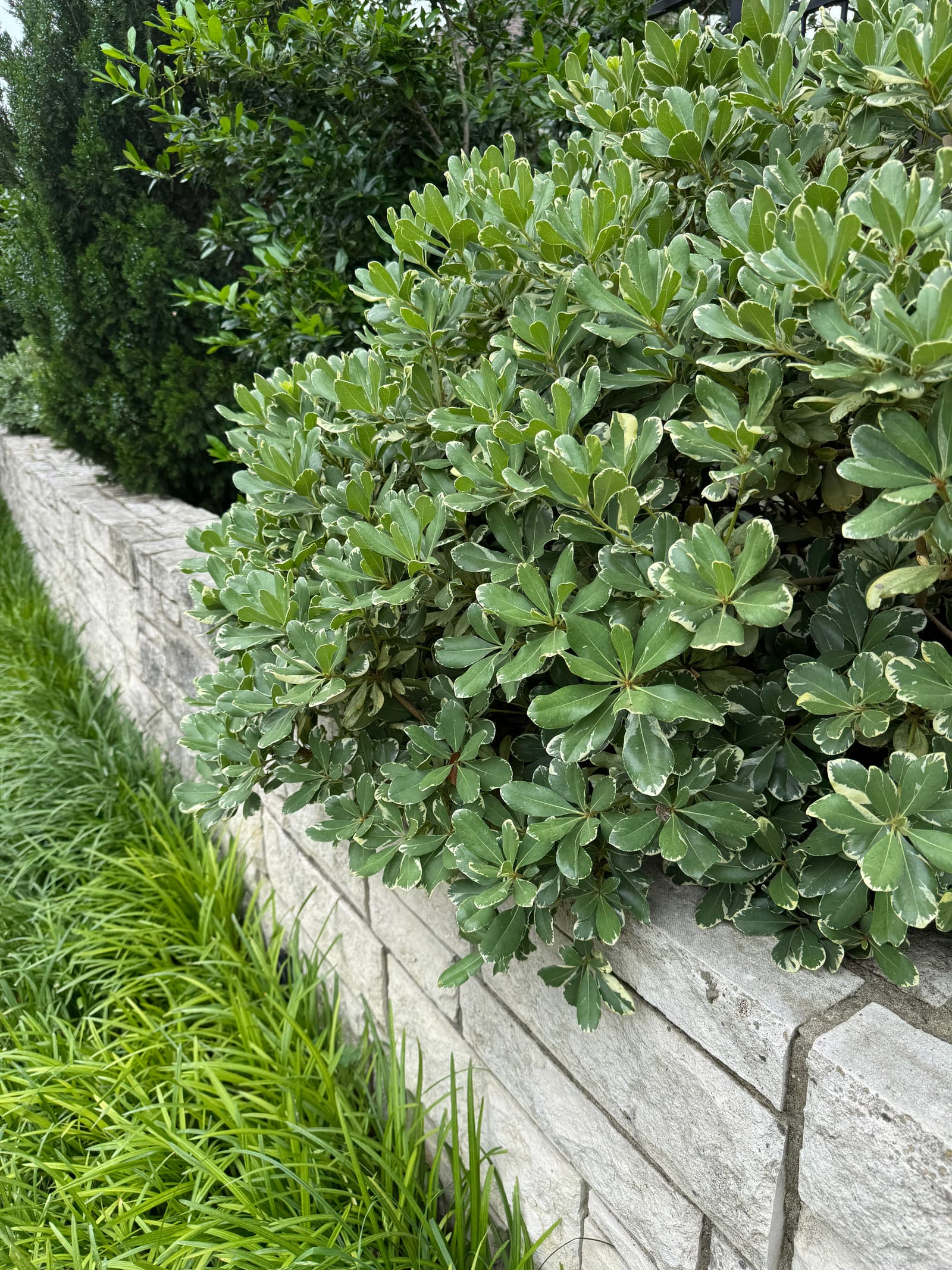Variegated Pittosporum - view 2