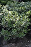 Variegated Pittosporum with dense glossy green and cream-edged foliage in nursery containers