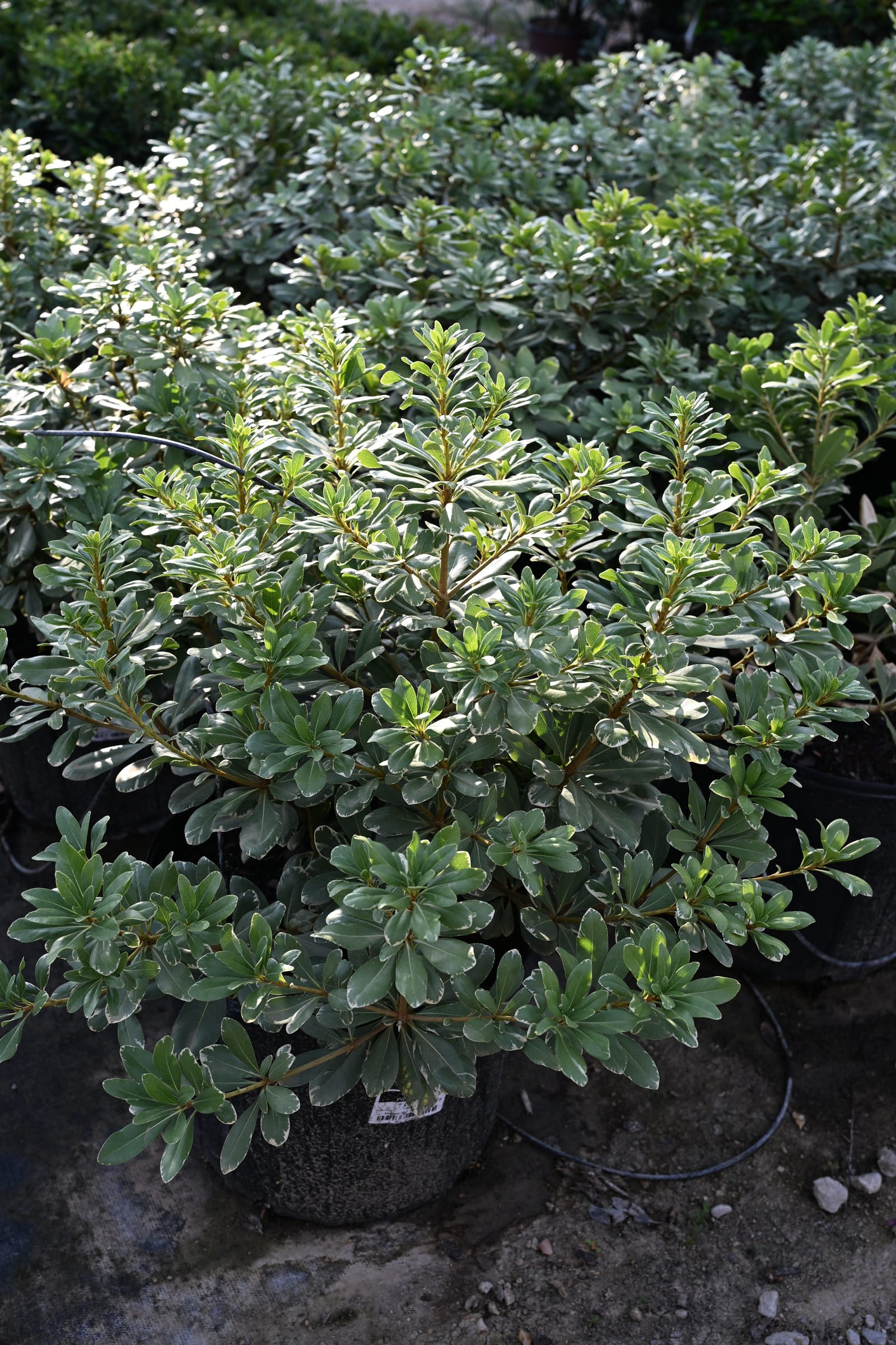 Variegated Pittosporum - view 3
