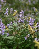 Vitex Montrose Purple - Main Image