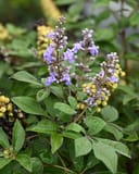 Vitex Montrose Purple - Image 2