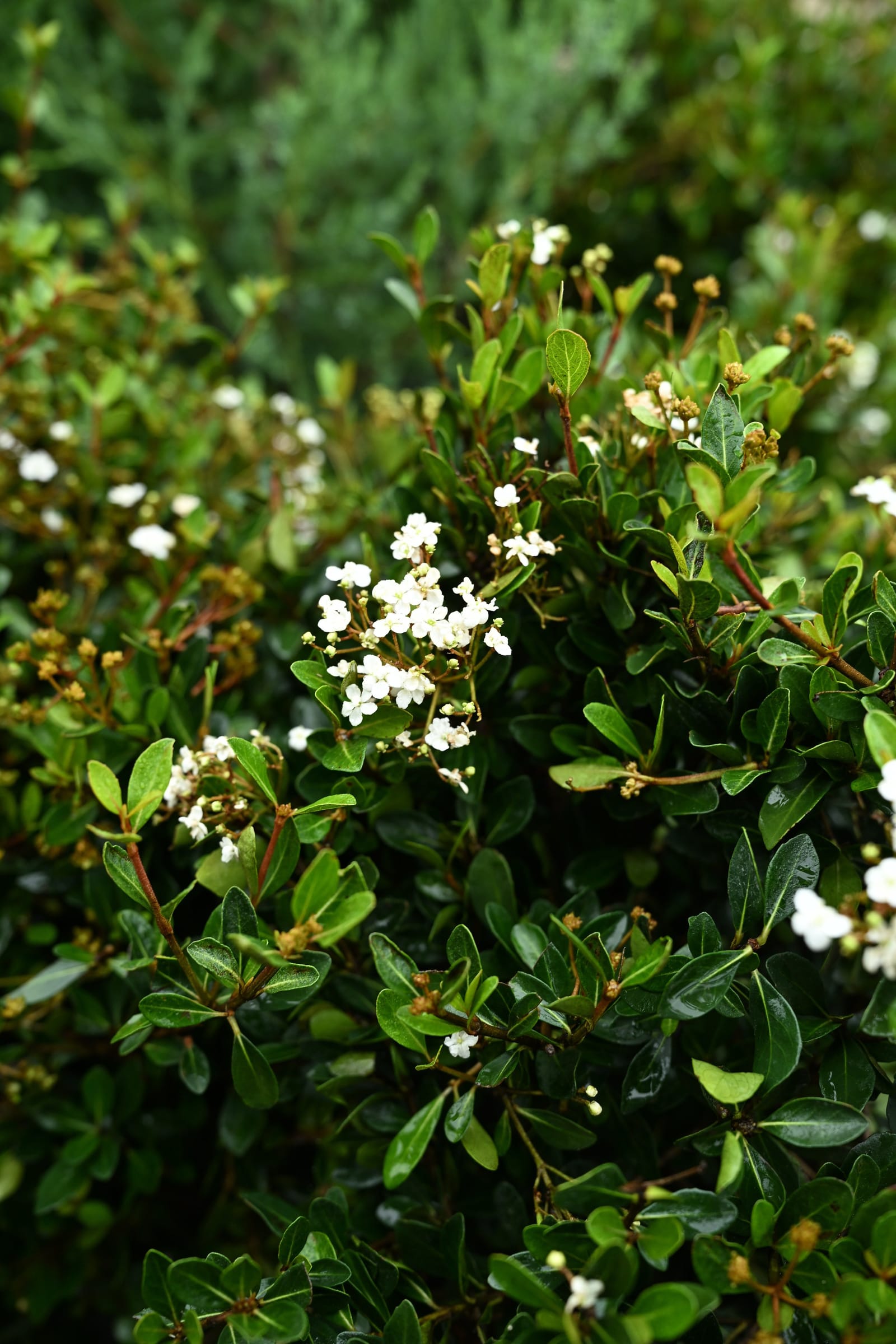 Walter's Viburnum Mrs. Schiller's Delight - view 2