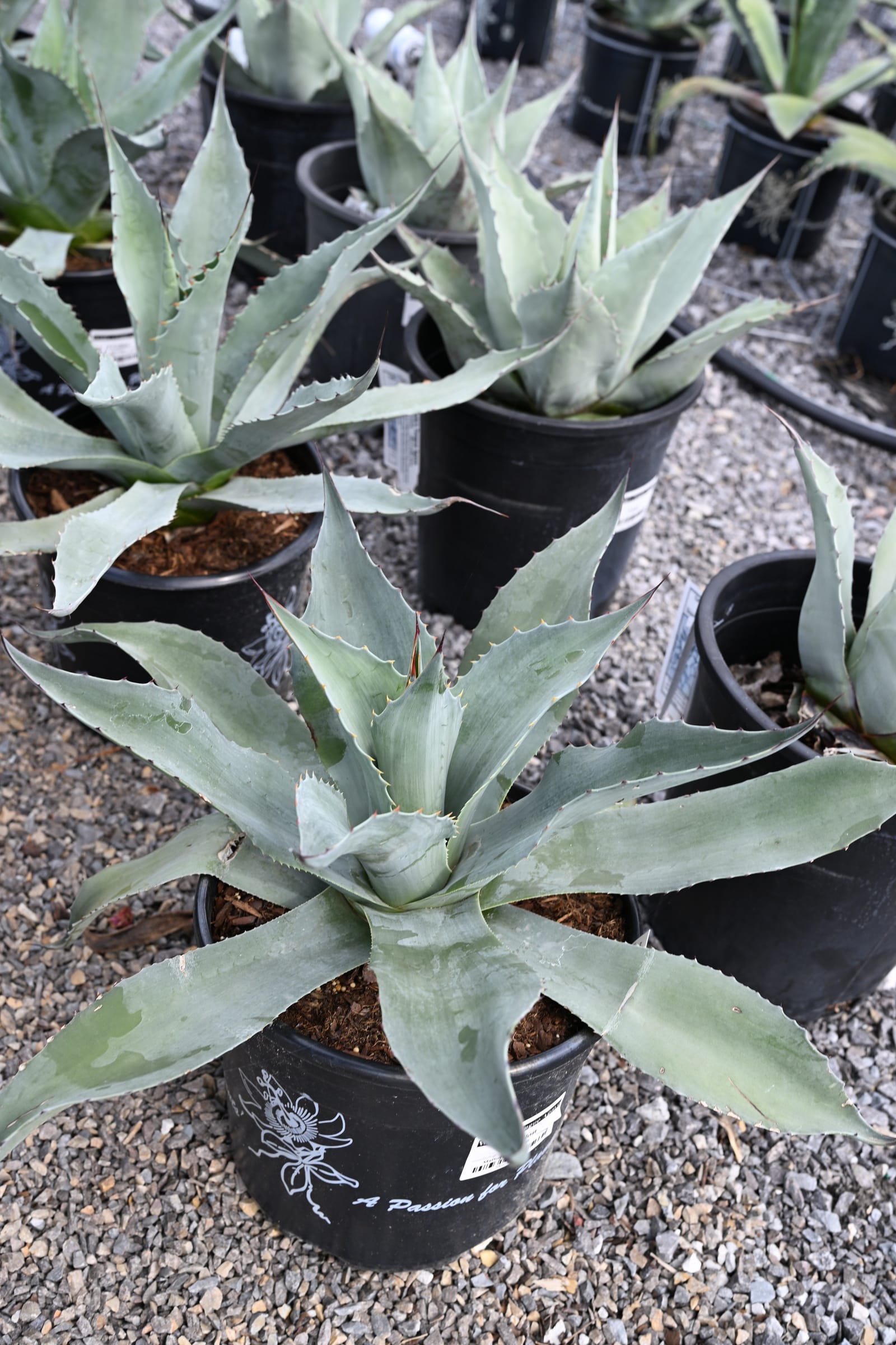 Whale's Tongue Agave - view 2