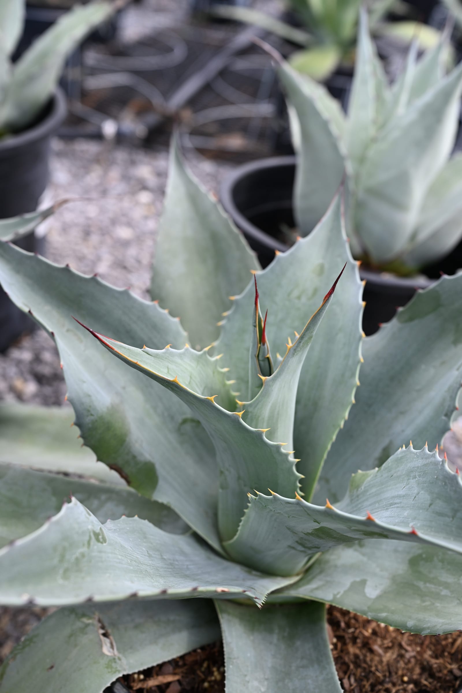 Whale's Tongue Agave - view 3