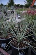 Wheeler Sotol with narrow blue-green leaves and curly white filaments in nursery containers
