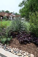 Wheeler Sotol with blue-green spiky leaves in a landscaped garden bed