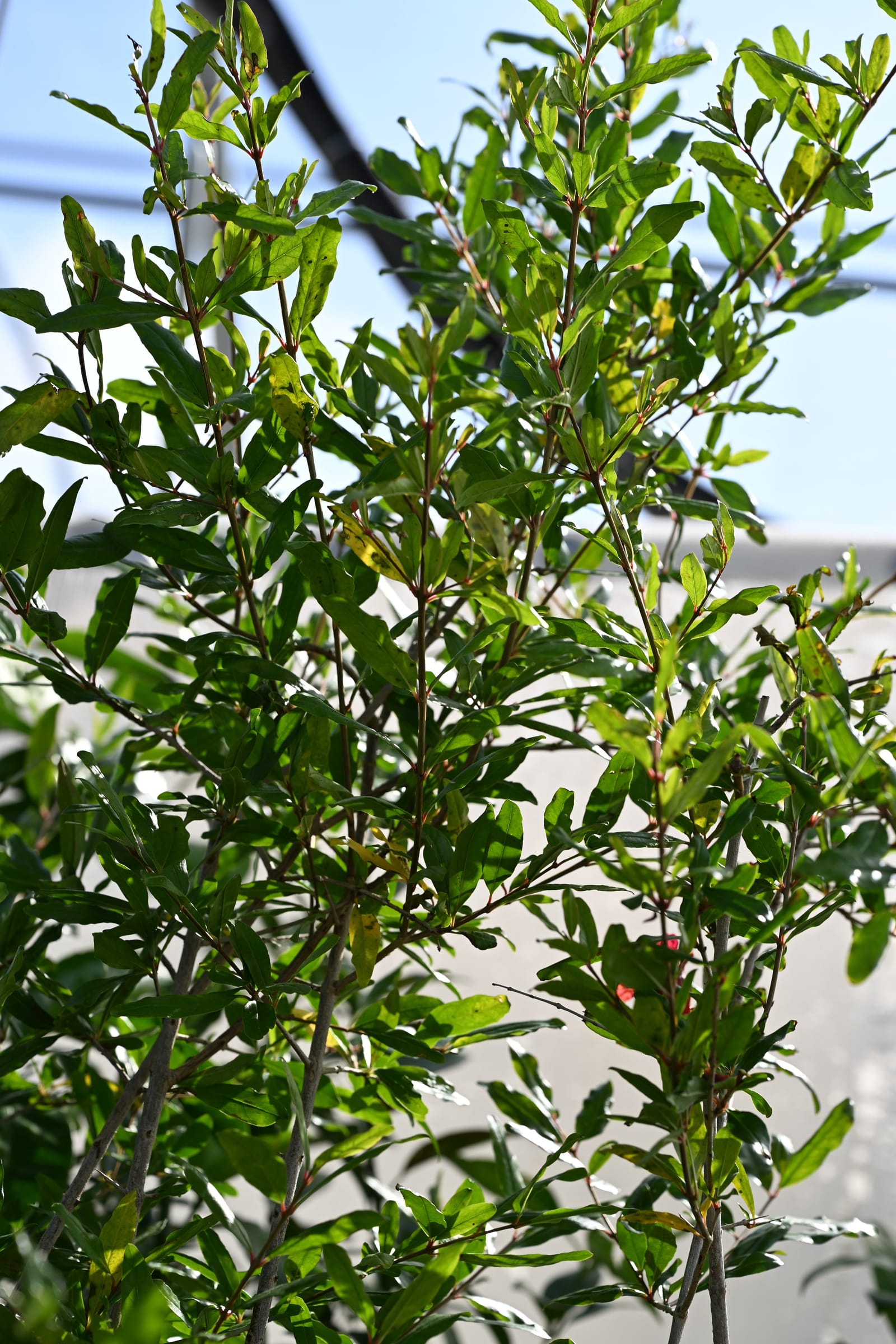 Wonderful Pomegranate - view 2