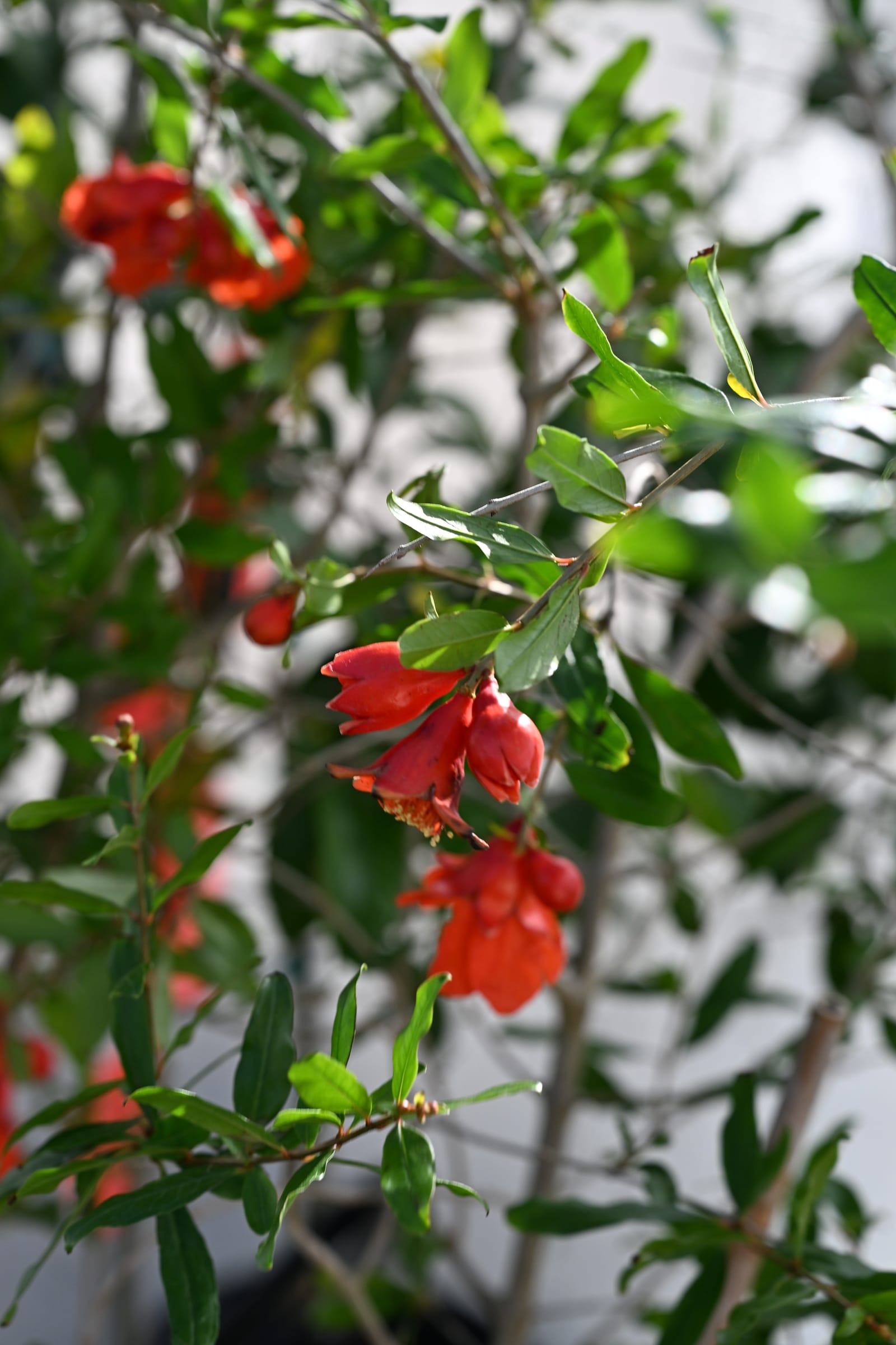 Wonderful Pomegranate - view 4