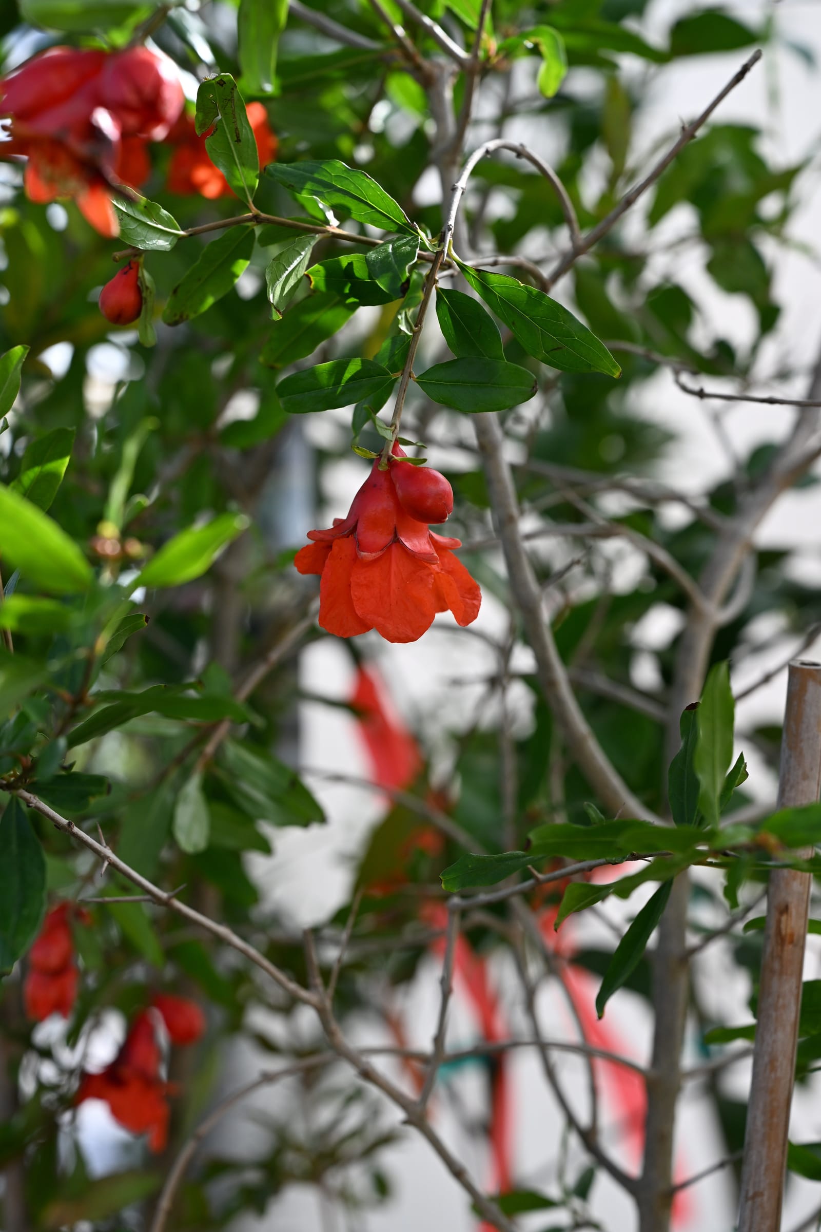 Wonderful Pomegranate - view 3