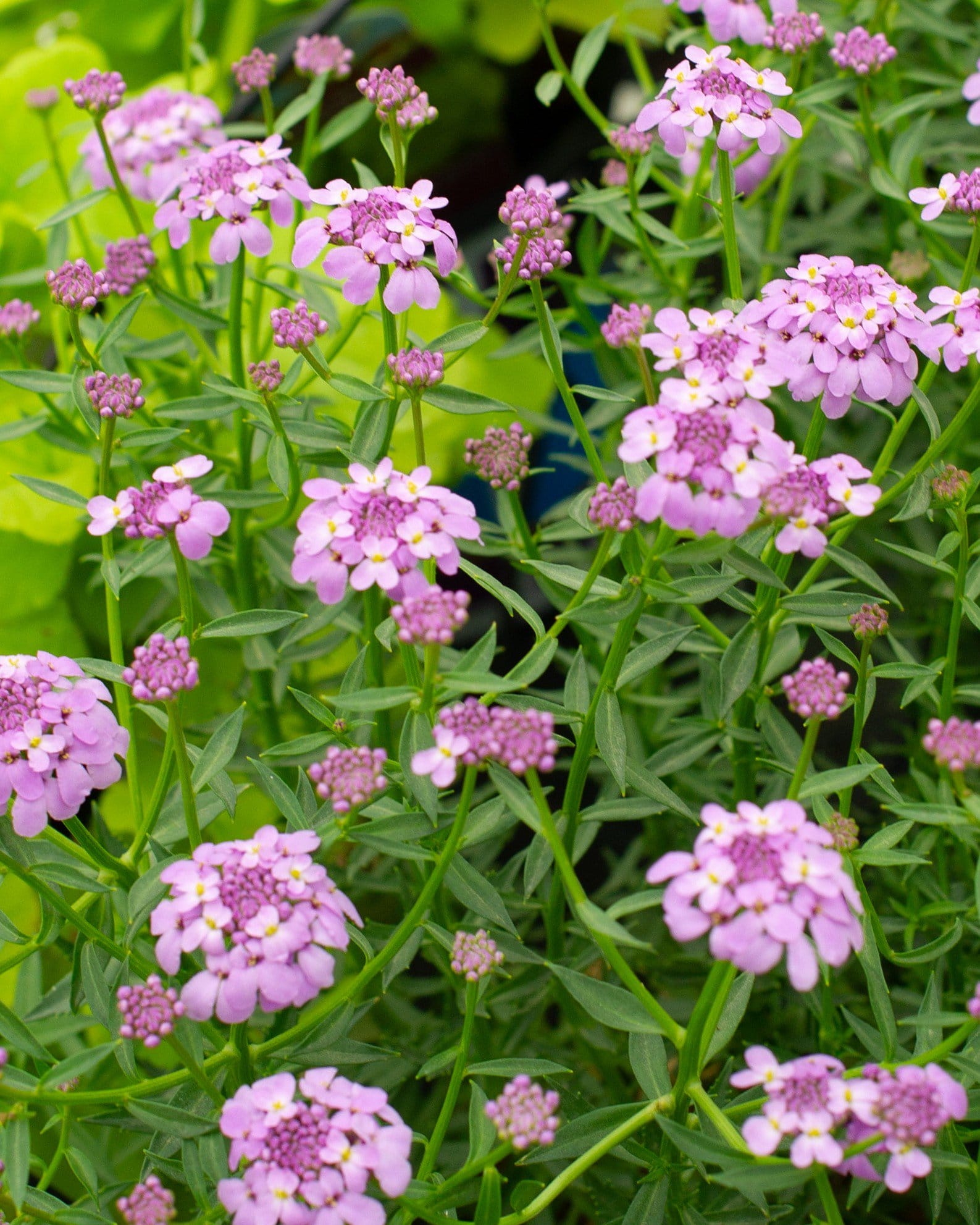 Mermaid Lavender Candytuft pink flowers Mermaid Lavender Candytuft with clusters of pink flowers and narrow green foliage
