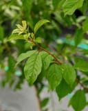 Methley Plum branch with fresh green leaves and reddish stems