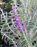 Mexican Bush Sage Santa Barbara with tall stems of vivid purple flowers and narrow gray green leaves