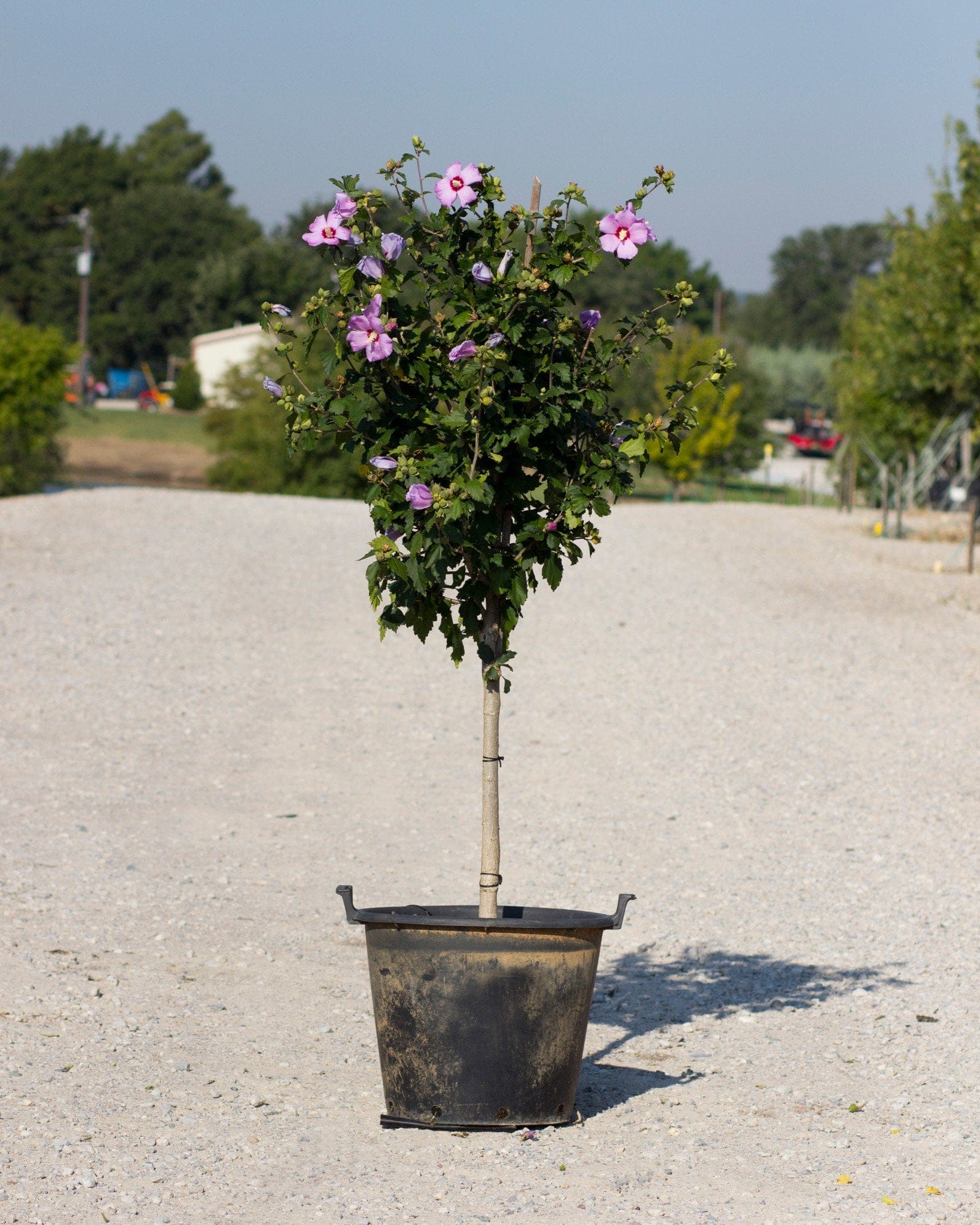 Minerva Althea Tree Form flowering container Minerva Althea Tree Form with pink and purple flowers in a nursery container