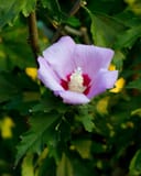 Minerva Althea Tree Form with a large lavender flower and deeply lobed green leaves