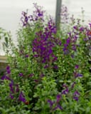 Mirage Deep Purple Salvia Greggii with abundant purple flowers and green foliage