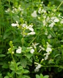 Mirage White Salvia Greggii with white flowers and green foliage