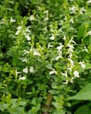 Mirage White Salvia Greggii with white flowers and green foliage in a dense planting