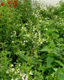 Mirage White Salvia Greggii with white flowers and green foliage in a nursery bed