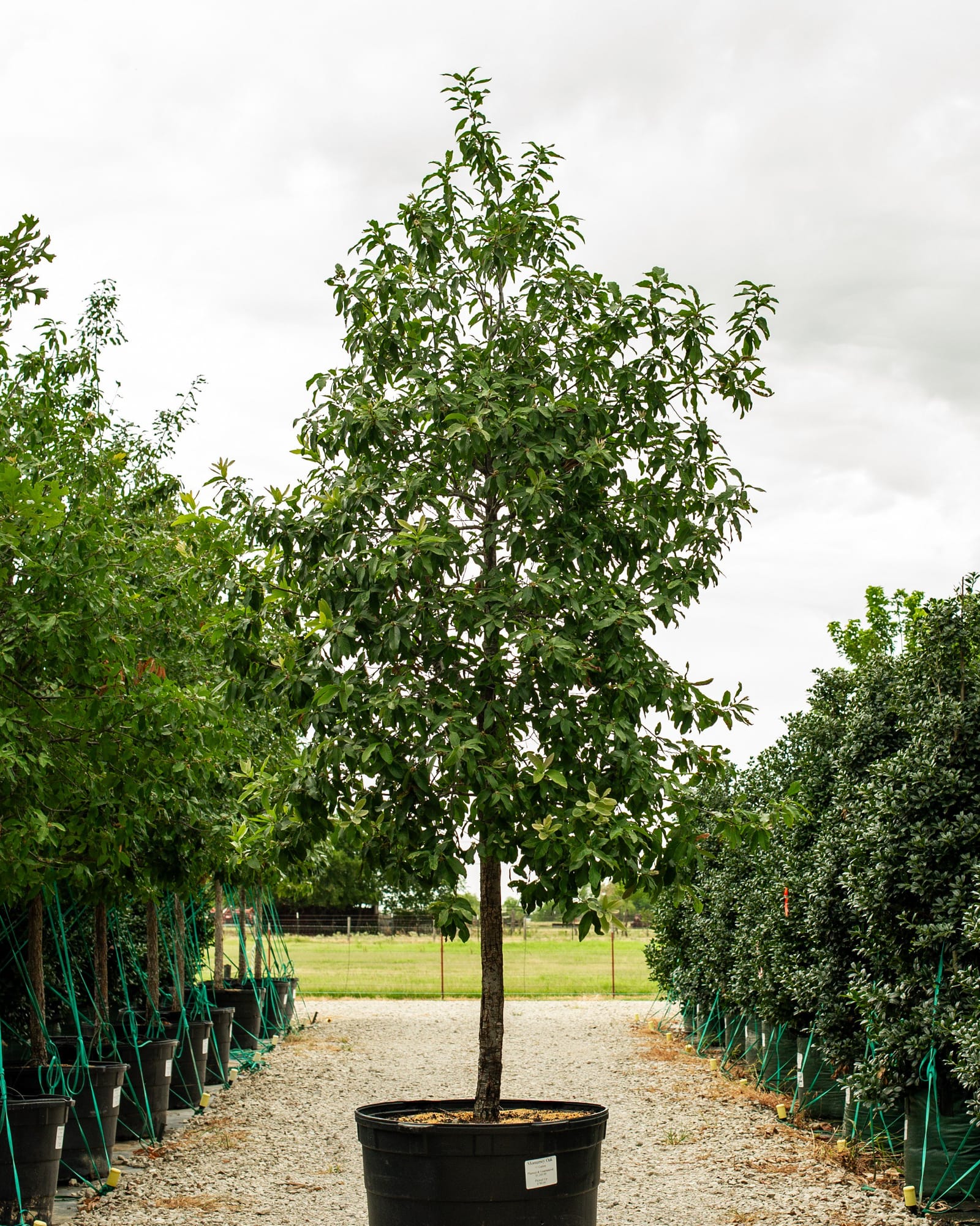 Monterrey Oak