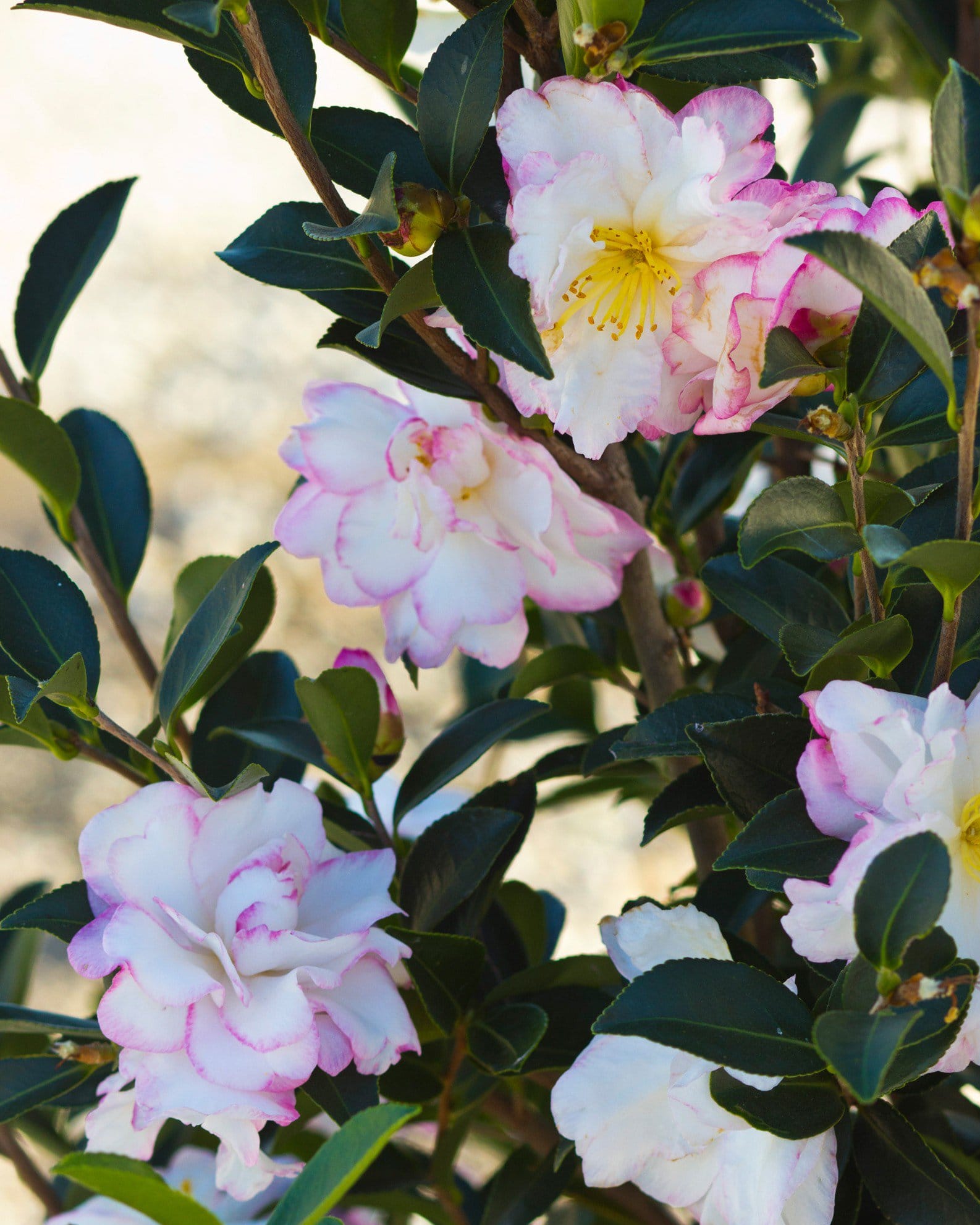 Moonshadow Camellia - view 2
