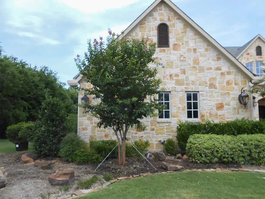 Muskogee Crape Myrtle installed in a front yard flowerbed