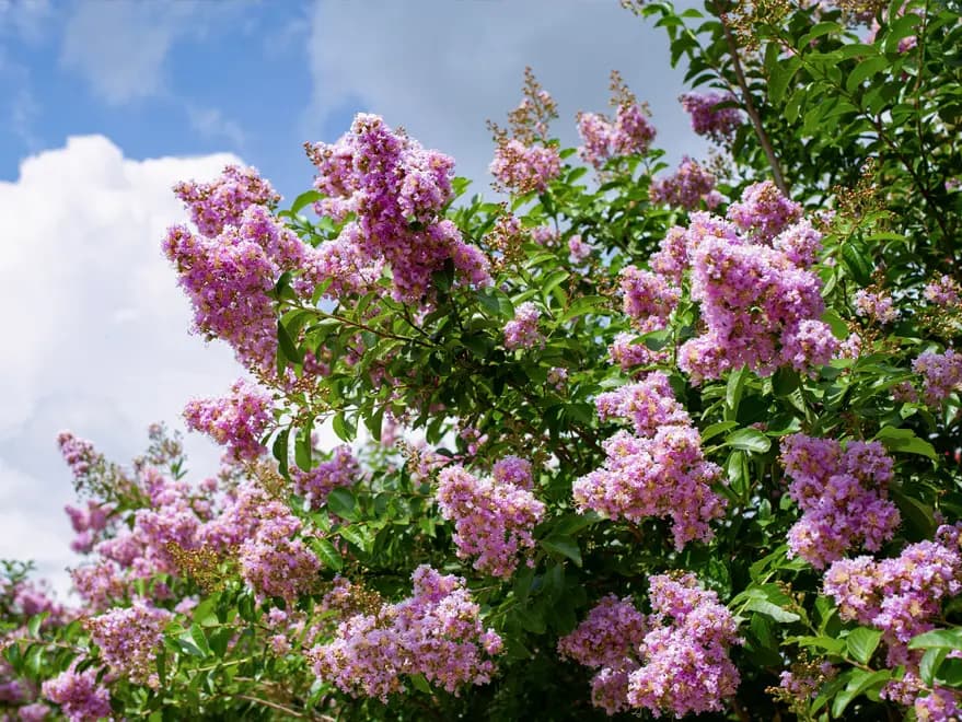 Muskogee Crape Myrtle lavender flowers blooming