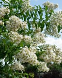 Natchez Crape Myrtle Single Trunk with abundant clusters of white flowers and green leaves